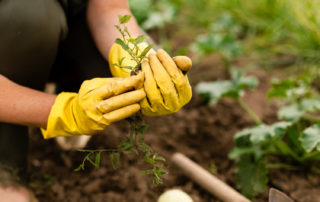 WeCommunik Close Up Woman Harvesting In Garden 544