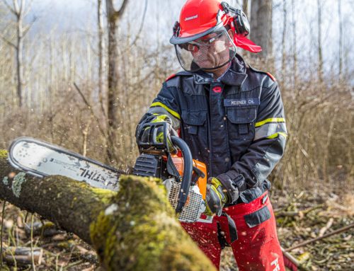 Abattage à Lannion : 5 démarches pour réussir votre abattage d’arbre