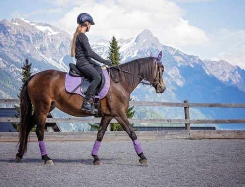 Leçons d’équitation : pourquoi prendre des cours particuliers Bordeaux ?