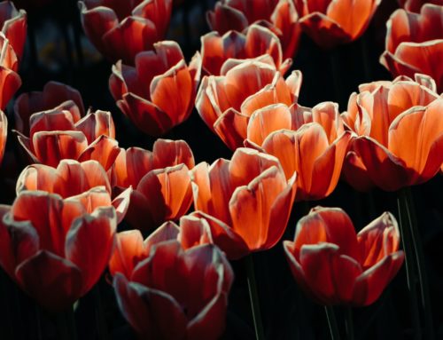 Fleuriste à Fougeré : les meilleurs choix de fleurs pour décorer la table de mariage