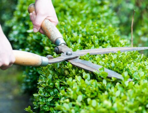 Entretien jardin à Bordeaux : 5 Conseils primordiaux à suivre