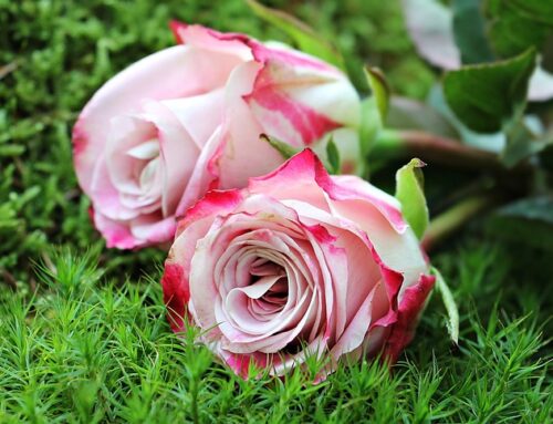 Bouquet de fleurs à Nantes : comment composer votre bouquet ?