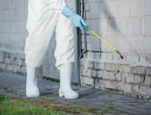 La désinsectisation Bordeaux : protégez votre environnement contre les envahisseurs indésirables